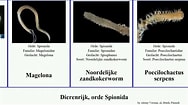 Image result for "poecilochaetus Serpens". Size: 188 x 105. Source: www.youtube.com