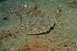 Afbeeldingsresultaten voor Pardachirus pavoninus. Grootte: 158 x 105. Bron: fishesofaustralia.net.au