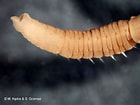 Afbeeldingsresultaten voor Notomastus latericeus Geslacht. Grootte: 140 x 105. Bron: www.iopan.gda.pl