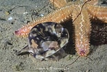 Afbeeldingsresultaten voor "haploblepharus Pictus". Grootte: 156 x 105. Bron: www.sharksandrays.com