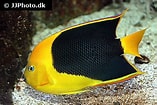 Afbeeldingsresultaten voor "holacanthus Tricolor". Grootte: 157 x 105. Bron: reefapp.net