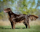 Bilderesultat for Flat Coated Retriever. Størrelse: 131 x 105. Kilde: www.petpaw.com.au