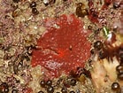 Image result for "hymedesmia Mamillaris". Size: 139 x 105. Source: www.aphotomarine.com