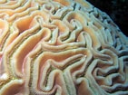 Image result for Diploria labyrinthiformis. Size: 141 x 105. Source: reefguide.org