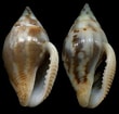 Afbeeldingsresultaten voor "gyptis Propinqua". Grootte: 110 x 105. Bron: gastropods.com