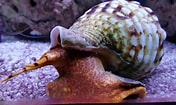 Image result for "charonia Lampas". Size: 176 x 105. Source: www.youtube.com