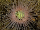 Image result for Cerianthidae. Size: 140 x 105. Source: www.techno-science.net