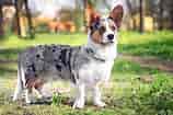 Image result for Welsh Corgi Cardigan. Size: 158 x 105. Source: www.dailypaws.com