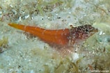 Image result for "tripterygion Melanurus". Size: 158 x 105. Source: reeflifesurvey.com