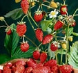 Image result for Strawberry Plants. Size: 113 x 105. Source: gardenhow.blogspot.com