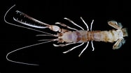 Image result for "thaumastocheles Zaleucus". Size: 187 x 105. Source: animals.howstuffworks.com