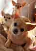 Image result for Chihuahua. Size: 74 x 105. Source: www.bleumoonproductions.com