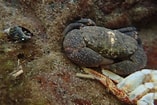 Image result for "leptodius Gracilis". Size: 157 x 105. Source: www.inaturalist.org