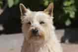 Image result for Skotsk terrier. Size: 158 x 105. Source: dyreportal.dk