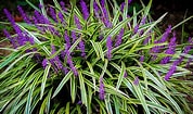 Image result for Liriope muscari Snoeien. Size: 178 x 105. Source: www.etsy.com