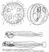 Image result for Atherina hepsetus Familie. Size: 99 x 105. Source: fishbiosystem.ru