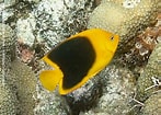 Afbeeldingsresultaten voor "holacanthus Tricolor". Grootte: 147 x 105. Bron: www.snorkeling-report.com