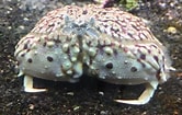 Image result for "calappa Flammea". Size: 166 x 105. Source: www.reef2reef.com