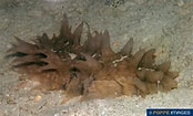 Image result for Stichopus horrens Klasse. Size: 174 x 105. Source: www.poppe-images.com