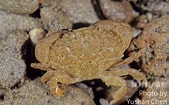 Image result for Leptodius sanguineus. Size: 169 x 105. Source: taieol.tw