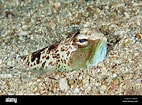 Image result for "trachinus Araneus". Size: 142 x 105. Source: www.alamy.com