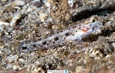 Afbeeldingsresultaten voor Sand Goby. Grootte: 164 x 105. Bron: www.reeflex.net