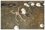 Image result for Hymenodora glacialis Familie. Size: 156 x 105. Source: www.mfnf.nl