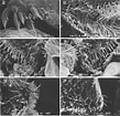 Image result for Thysanoessa longipes. Size: 109 x 105. Source: www.researchgate.net