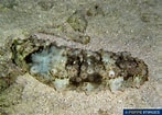Image result for Stichopus horrens Klasse. Size: 147 x 105. Source: www.poppe-images.com