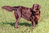 Bilderesultat for Flat Coated Retriever Brown. Størrelse: 157 x 105. Kilde: www.dogsplanet.com