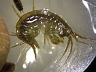 Image result for "gammarus Oceanicus". Size: 141 x 105. Source: www.inaturalist.org