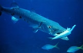 Afbeeldingsresultaten voor Fish that Look Like Barracuda. Grootte: 162 x 105. Bron: infomarina.net