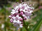 Image result for "sabussowia Dioica". Size: 140 x 105. Source: www.uksouthwest.net
