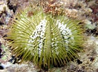 Image result for Lytechinus variegatus Order. Size: 142 x 105. Source: reefguide.org