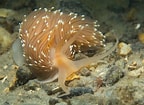 Image result for "facelina Bostoniensis". Size: 144 x 105. Source: www.britishmarinelifepictures.co.uk