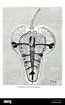 Image result for "pterosoma Planum". Size: 65 x 105. Source: www.alamy.com
