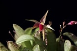 Afbeeldingsresultaten voor "gyptis Propinqua". Grootte: 157 x 105. Bron: www.orchidroots.com