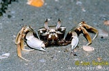 Image result for "ocypode Ceratophthalma". Size: 160 x 105. Source: www.naturephoto-cz.com