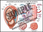 Image result for Cardiapoda Placenta Anatomie. Size: 140 x 105. Source: samedicalgraphics.com