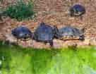 Image result for skildpadder. Size: 136 x 105. Source: www.colourbox.dk