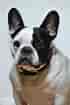 Image result for Fransk bulldog. Size: 70 x 105. Source: www.hundegalleri.dk