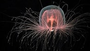 Image result for Turritopsis dohrnii Roofdieren. Size: 187 x 105. Source: evrimagaci.org
