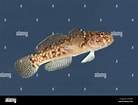 Image result for "gobius Luteus". Size: 138 x 105. Source: www.alamy.com
