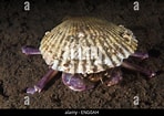 Image result for "paradorippe Granulata". Size: 148 x 105. Source: www.alamy.com
