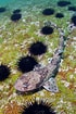 "schroederichthys Chilensis" ಗಾಗಿ ಇಮೇಜ್ ಫಲಿತಾಂಶ. ಗಾತ್ರ: 70 x 105. ಮೂಲ: pixels.com