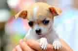 Image result for Chihuahua. Size: 160 x 105. Source: www.publicdomainpictures.net