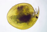 Image result for Pseudochydorus globosus. Size: 152 x 105. Source: crustacea-g2n.mozello.com