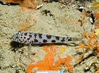 Image result for Leopard-spotted goby. Size: 141 x 105. Source: www.reeflex.net