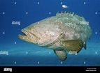 Image result for "epinephelus Itajara". Size: 143 x 105. Source: www.alamy.com