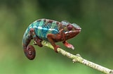 Résultat d’image pour Le caméléon Animal. Taille: 161 x 105. Source: news.piaafrica.com